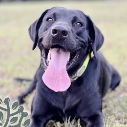 We love our fur babies! Happy National Pet Day to your furry friends! 🐾  . . .  #stonooakscharleston #stonooaks #johnsisland #lowcountryliving #nowleasing #apartments #stonoriver #easyliving #rediscoverislandliving #nationalpetday Instagram post from @stonooakscharleston on April 11, 2024 00:00:00am